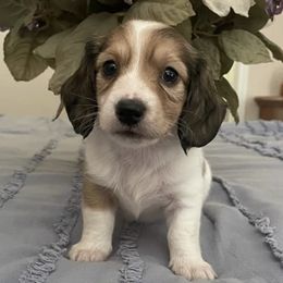 Dachshunds from Salt Creek Dachshunds