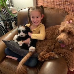 Bernedoodles from Fields Bernedoodles