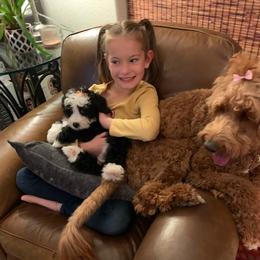Bernedoodles from Fields Bernedoodles