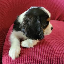 Cavalier King Charles Spaniel Puppies from Duchess Cavaliers