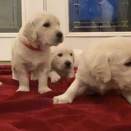 Golden Retriever Puppies from Cream Goldens