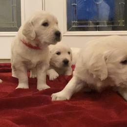 Golden Retriever Puppies from Cream Goldens