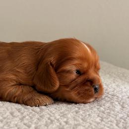 Chip AKC - Ruby male Cavalier King Charles Spaniel puppy in Katy, Texas from True Heart Cavaliers LLC