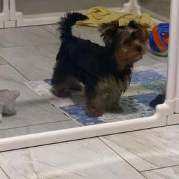 Leo - Blue and gold male Yorkshire Terrier puppy in Gilbert, Arizona from Yorkie Your Soulmate Puppy