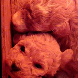 Maltipoos and Poodles from House of Angiel's