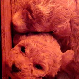 Maltipoos and Poodles from House of Angiel's