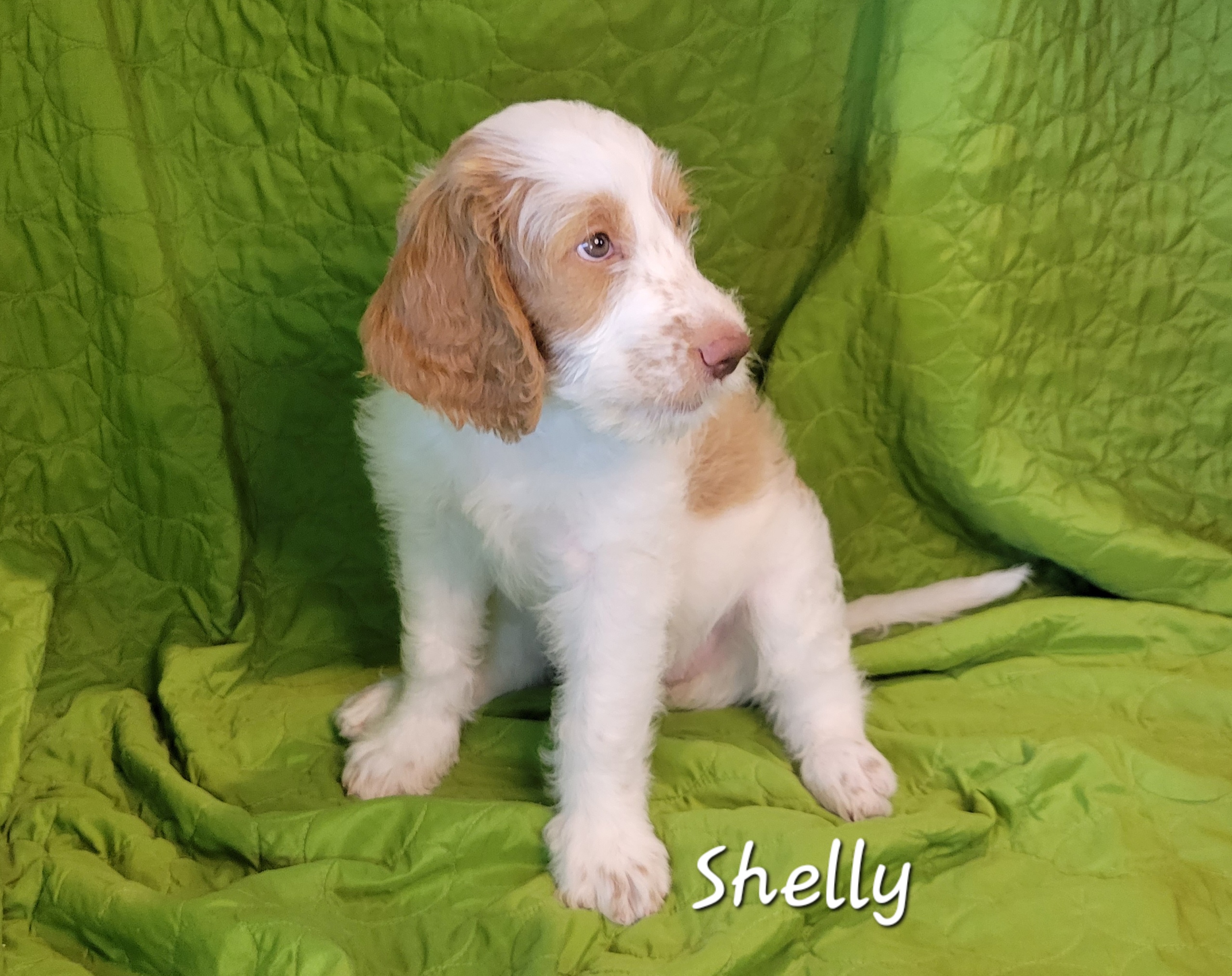 Shelly - Parti Springerdoodle puppy in Bradenton, Florida from Springerdoodles of Florida