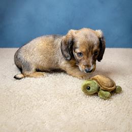 Bo - Red male Dachshund puppy in Richmond, Virginia from Paw Prints
