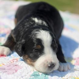 Flora - Tri-color female Bernedoodle puppy in Lowry City, Missouri from Cooper Creek Puppies