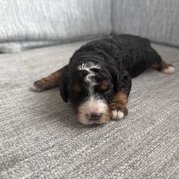 Boy 1 - Tri-color male Bernedoodle puppy in Spring Hill, Florida from Ohana Doodles x Frenchies