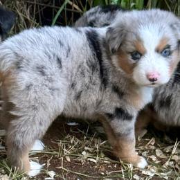 Persephone - Blue merle female Miniature Australian Shepherd puppy in Patterson, North Carolina from DreamLine Aussies