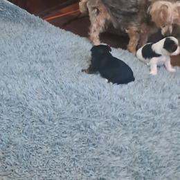 Yorkshire Terrier Puppies from Jackie's Yorkies