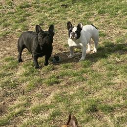 French Bulldog All Grown Up from Phoenix Rising