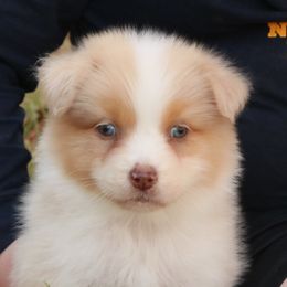 Irish - Australian Shepherd puppy from Silverbrook Australian Shepherds