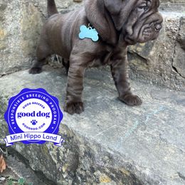 Chinese Shar-Pei and Companion Cross Puppies from Mini Hippo Land