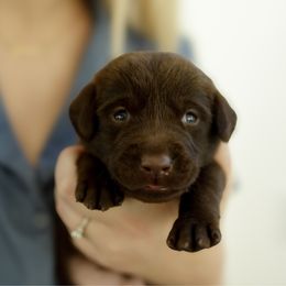Reeses - Chocolate male Labrador Retriever puppy in Allons, Tennessee from UC Labradors LLC