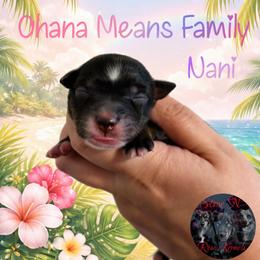 Nani - Black tri female Miniature Australian Shepherd puppy in Brenham, Texas from Stone N Rose Kennels