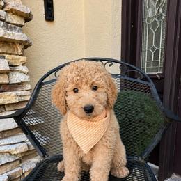 Eli - Apricot male Goldendoodle puppy in Sanford, Florida from Florida Coast Golden Doodles