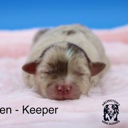 Vixen - Red merle female Miniature Australian Shepherd puppy in Weeki Wachee, Florida from Arlington's Mini Aussies