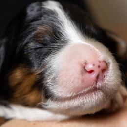 Basia - Bernedoodle puppy in Truckee, California from Tahoe Doodles