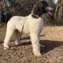 Poodle All Grown Up from Designer Doodles and Poodles