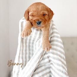 Benny - Red  male Goldendoodle puppy in Vancouver, Washington from Pnwfamilydoodles