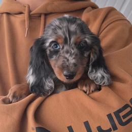 Boy 2 - male Dachshund puppy in Crystal, Michigan from Mare-bella Dachshunds