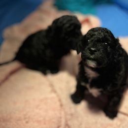 Maltipoo Puppies from Awwws&Pawws