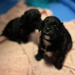 Maltipoo Puppies from Awwws&Pawws