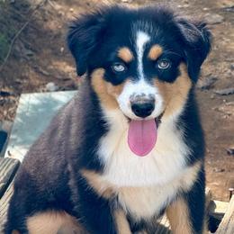 Maeve - Black tri female Miniature Australian Shepherd puppy in Patterson, North Carolina from DreamLine Aussies