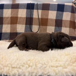 Black - Chocolate male Labrador Retriever puppy in Middleton, New Hampshire from Tag Hollow