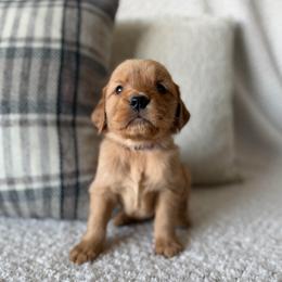 Female 1, Purple - Golden female Golden Retriever puppy in Utah from Deseret Peak Goldens