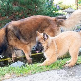 Belgian Tervuren Puppies from Meadowpark Belgian Tervuren, LLC