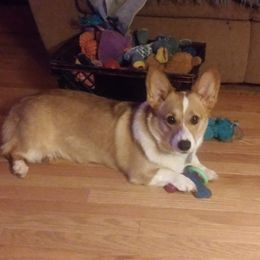 American Corgi and Pembroke Welsh Corgi Puppies from Corgi Daze