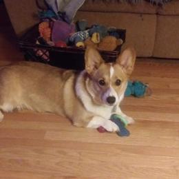 American Corgi and Pembroke Welsh Corgi Puppies from Corgi Daze