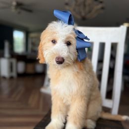 Penny - White female Sheepadoodle puppy in Marion, Ohio from Doodles & Doxies