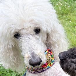 Gracie - Poodle