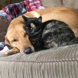 Missy - Labrador Retriever