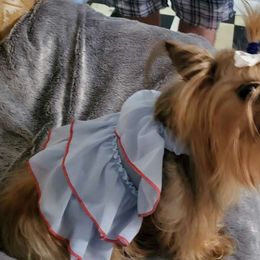 Mika - Yorkshire Terrier