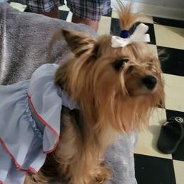 Mika - Yorkshire Terrier