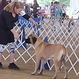 Mastiff Puppies from Storytime Mastiffs