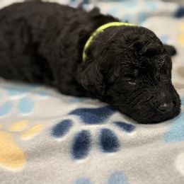 Goldendoodle and Poodle Puppies from Southern Stroll Poodles & Doodles