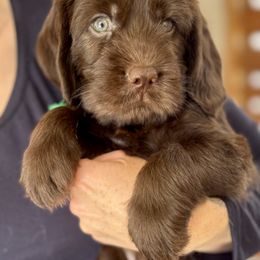Elm - Chocolate male Australian Labradoodle puppy in Concord, California from Golden State Good Dogs