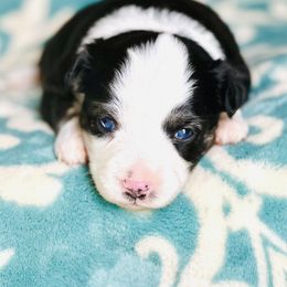 Miniature Australian Shepherd and Toy Australian Shepherd Puppies from Crooked Oak Aussies