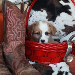 Pembroke Welsh Corgi Puppies from GLC Corgis