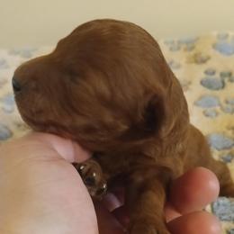 Boy two - Red male Cavapoo puppy in East Providence, Rhode Island from Marta's Cavaliers