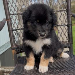 Bunny - Black tri-color female Australian Shepherd puppy in Windsor, New York from Double B Aussies