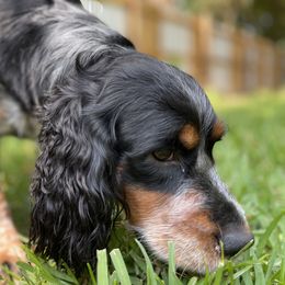 English Springer Spaniel All Grown Up from Eagle Trail Kennels