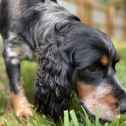 English Springer Spaniel All Grown Up from Eagle Trail Kennels