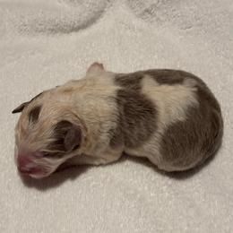Shadow - Lilac merle male Border Collie puppy in Hartsville, South Carolina from Wiggles 4 Life